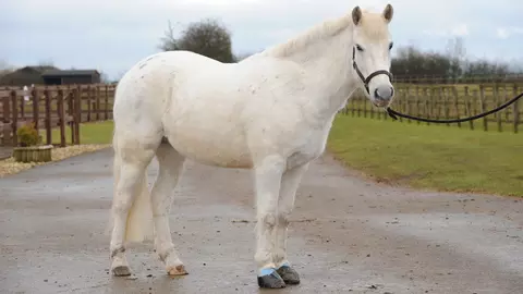 White pony with laminitis